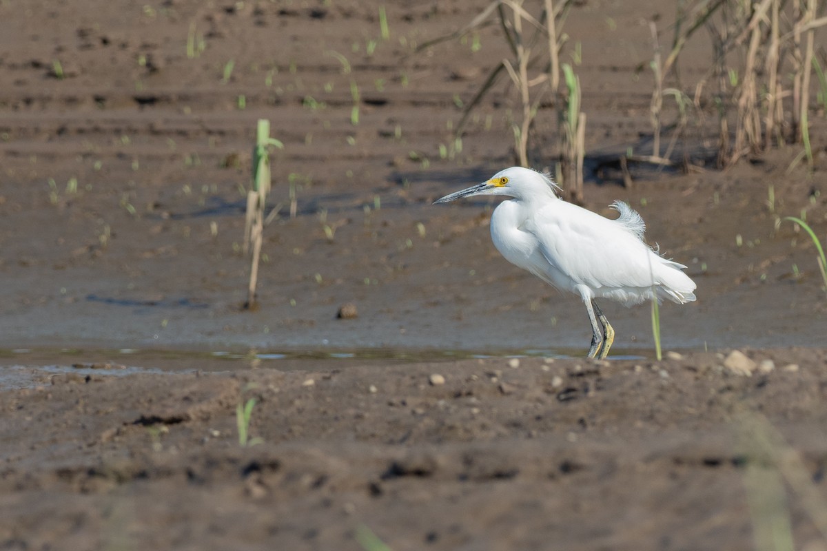 Snowy Egret - ML624531324