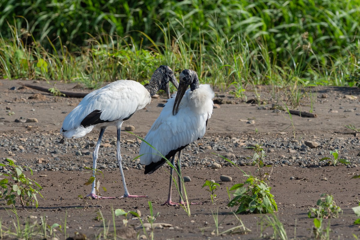 Wood Stork - ML624531327