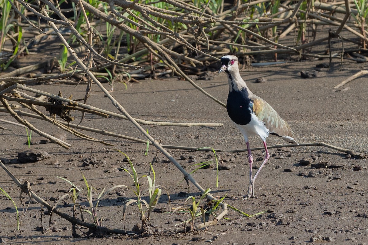 Southern Lapwing - ML624531330