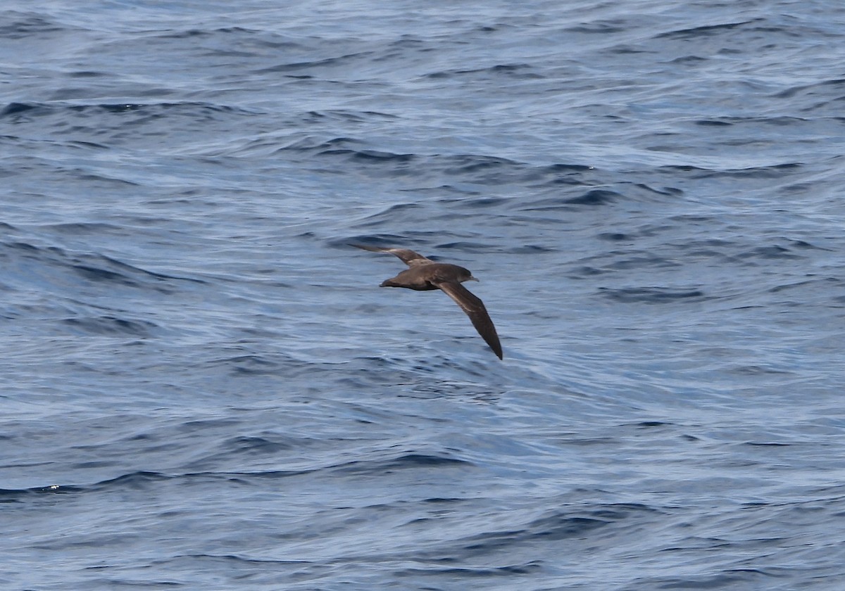 Sooty Shearwater - ML624531331