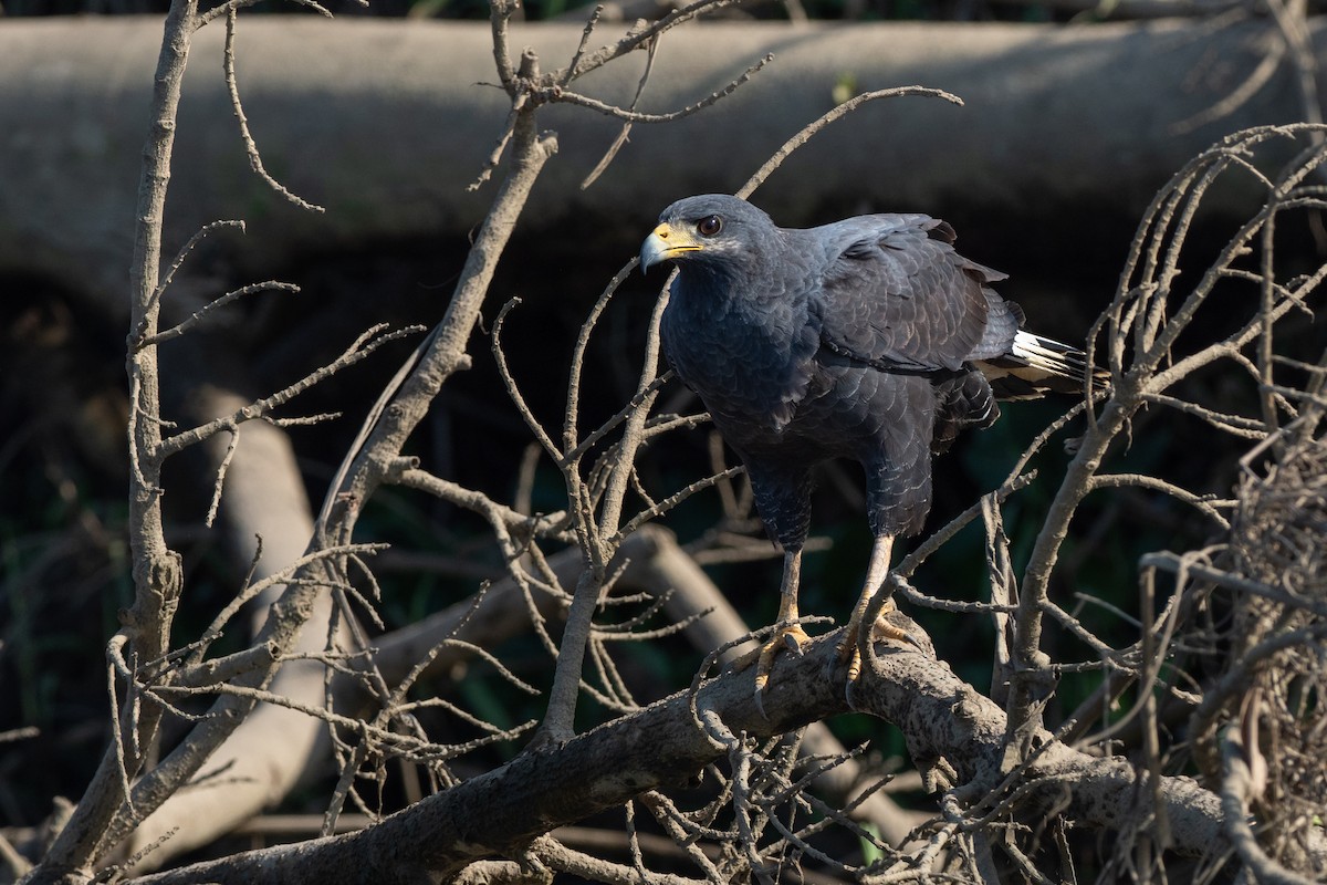 Common Black Hawk - ML624531334