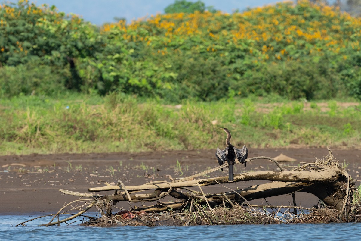 Anhinga - ML624531338