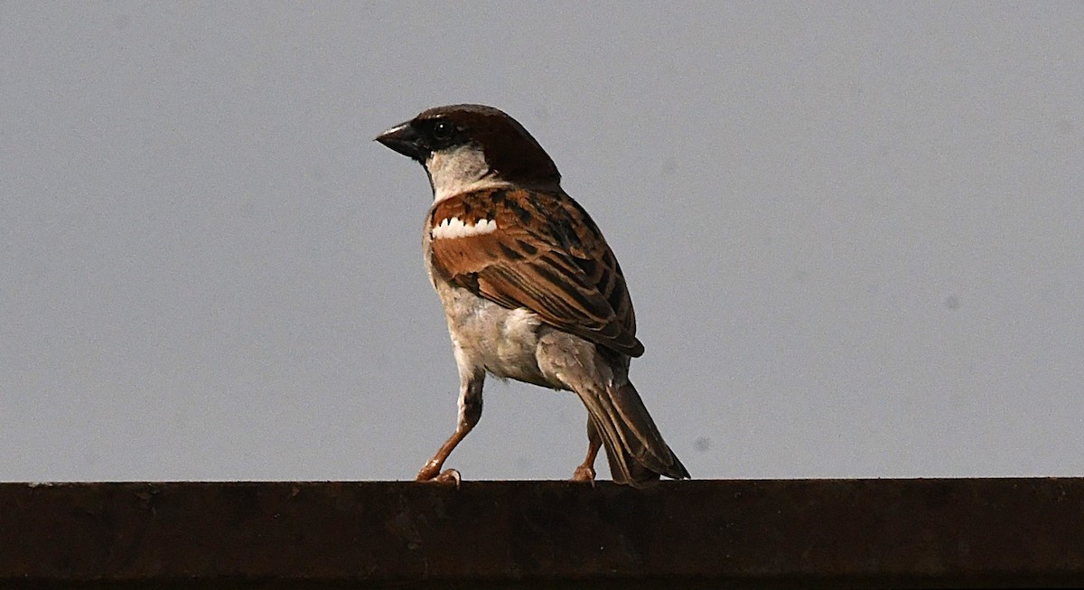 House Sparrow - mathew thekkethala