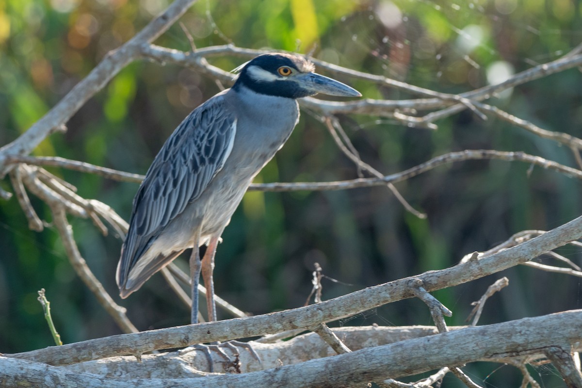 Yellow-crowned Night Heron - ML624531343