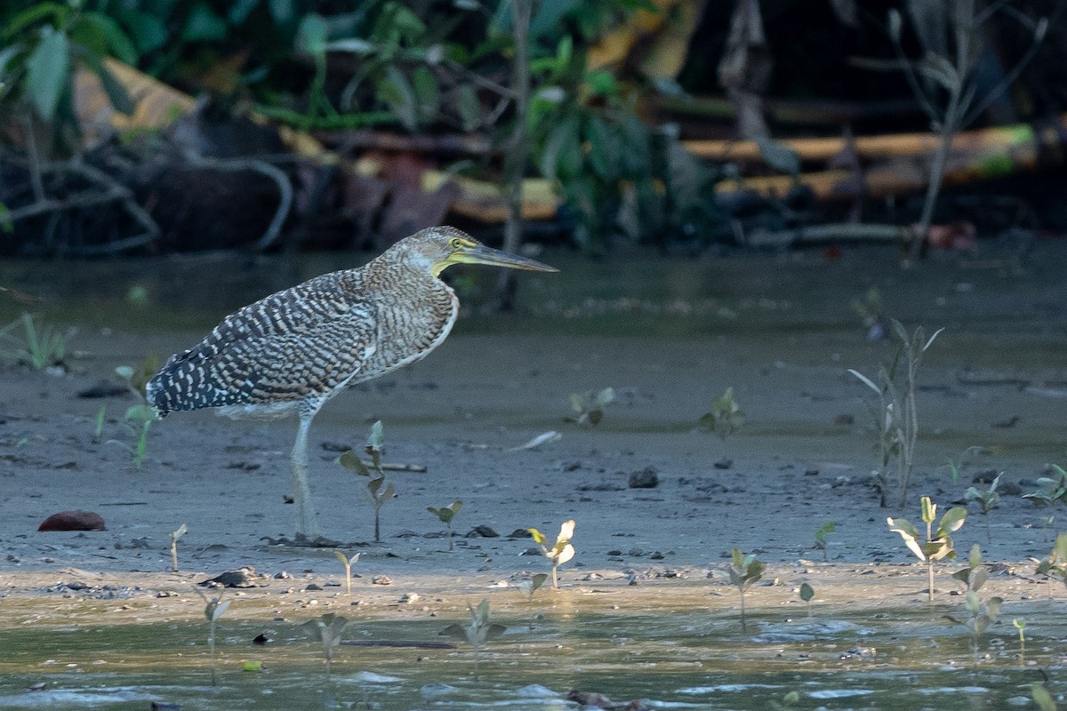 Bare-throated Tiger-Heron - ML624531350