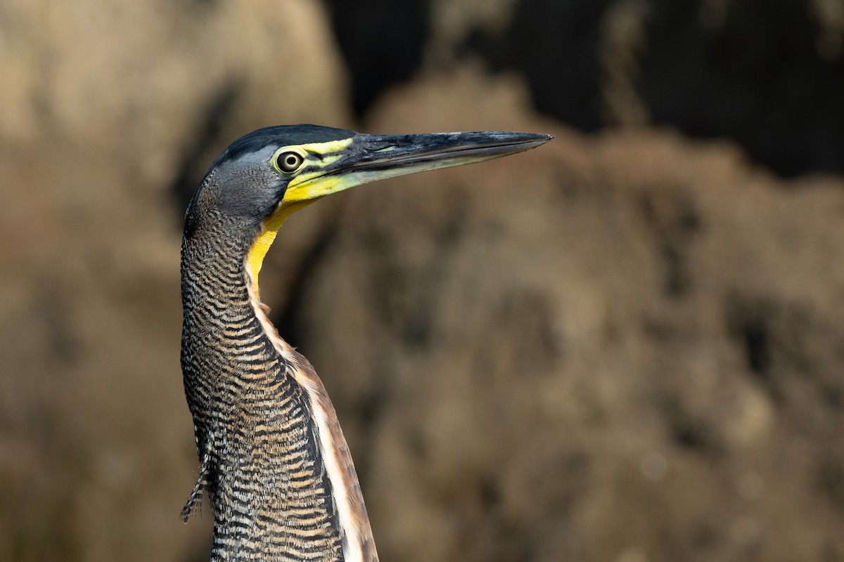 Bare-throated Tiger-Heron - ML624531351