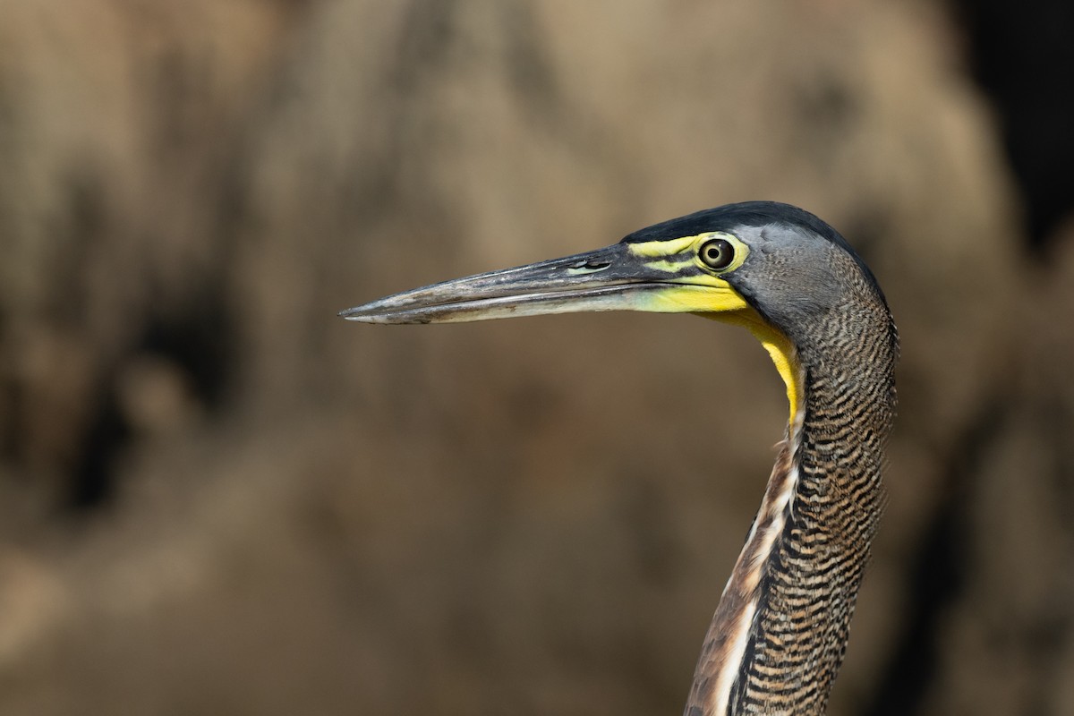 Bare-throated Tiger-Heron - ML624531352