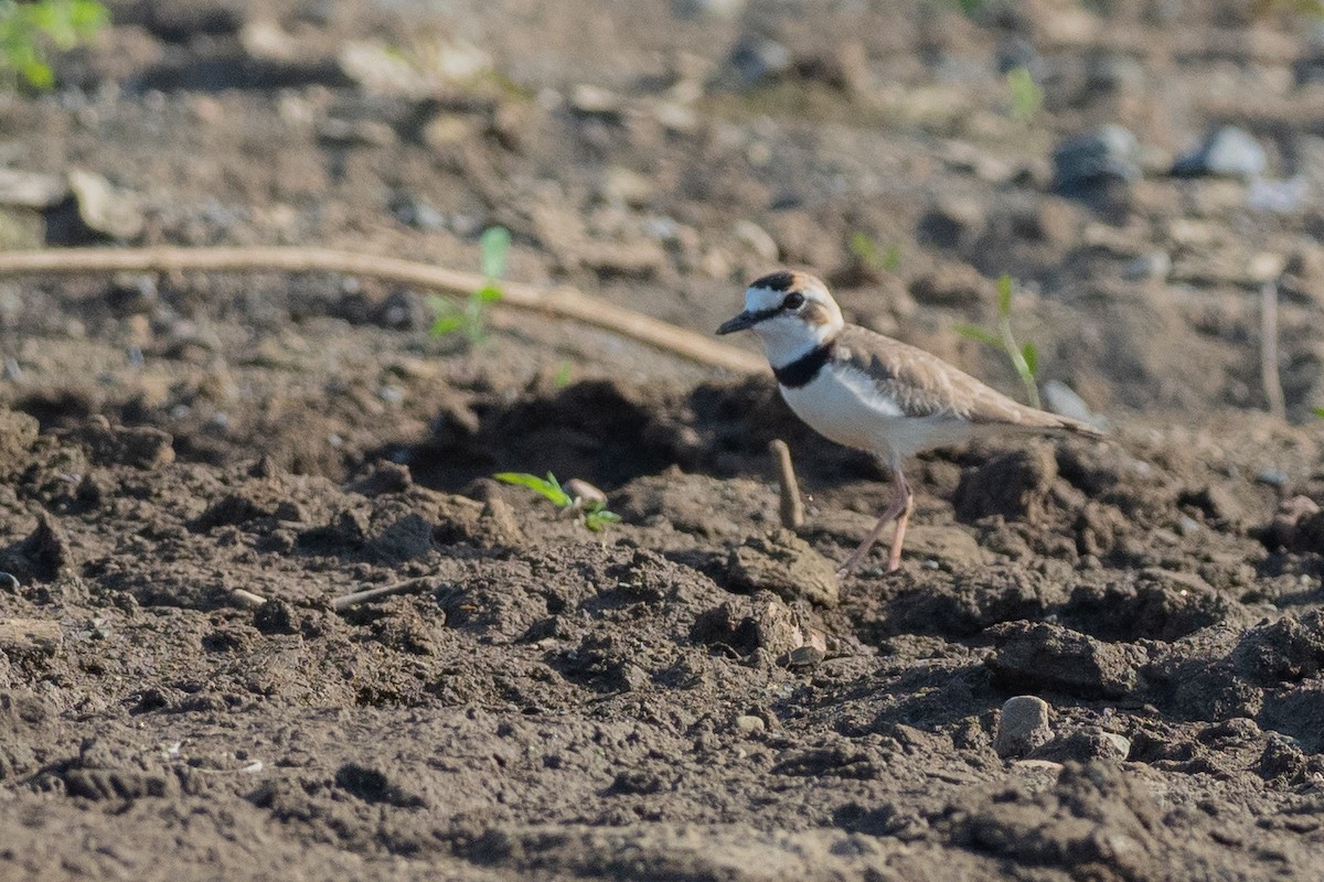 Collared Plover - ML624531356