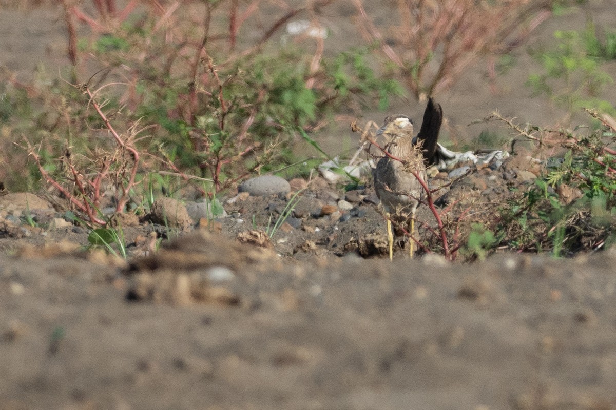 Double-striped Thick-knee - ML624531368