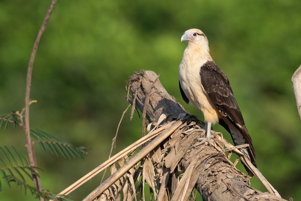 Yellow-headed Caracara - ML624531369