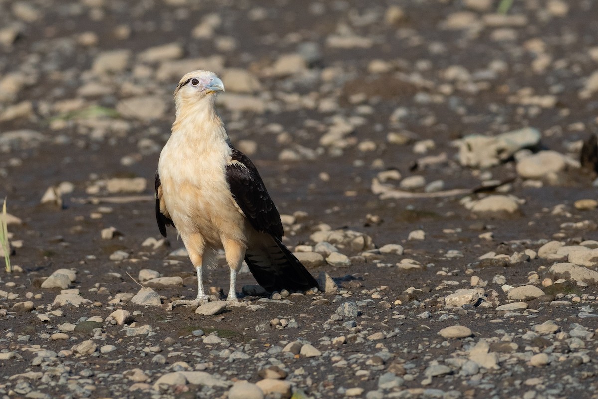 Yellow-headed Caracara - ML624531370