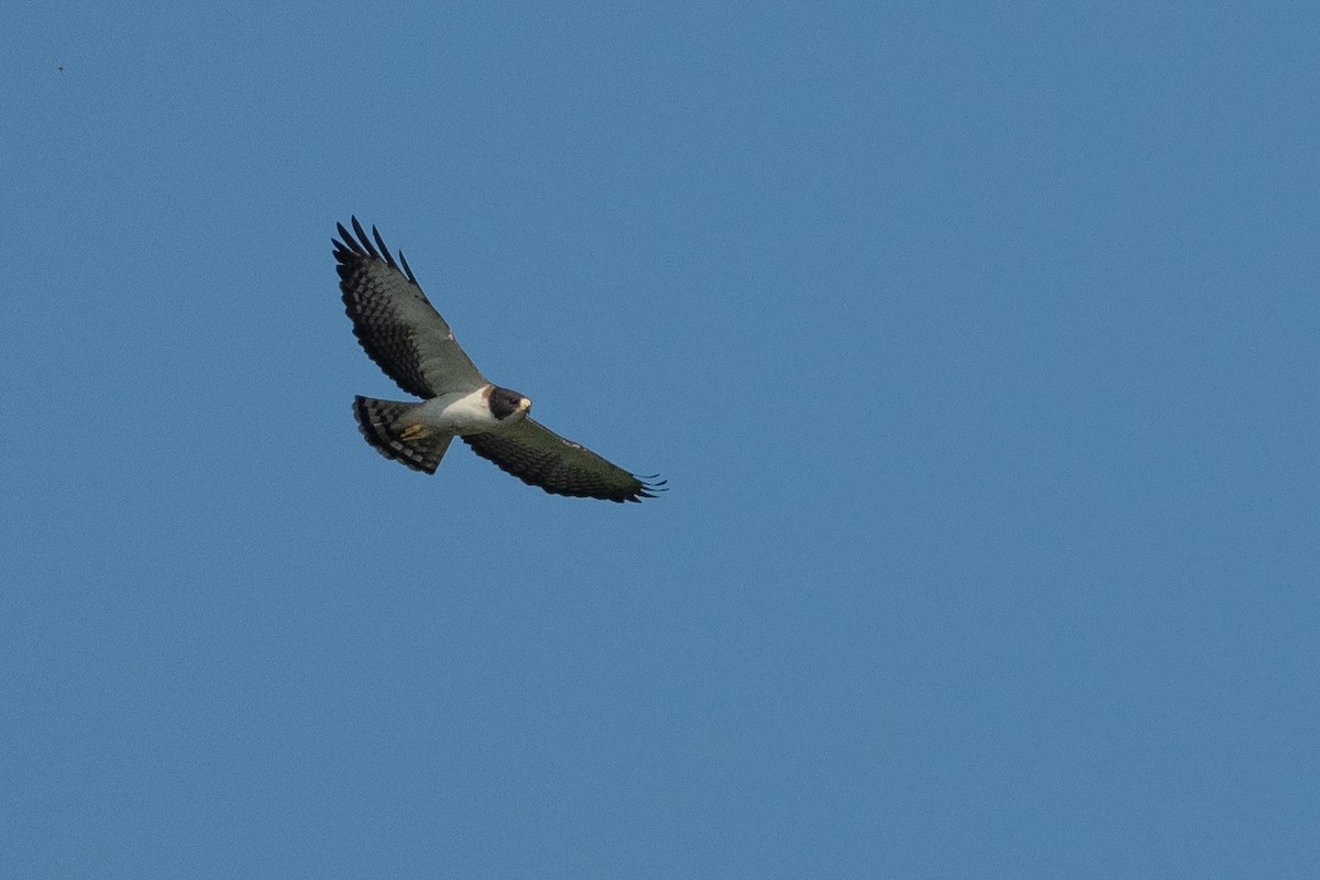 Short-tailed Hawk - ML624531378