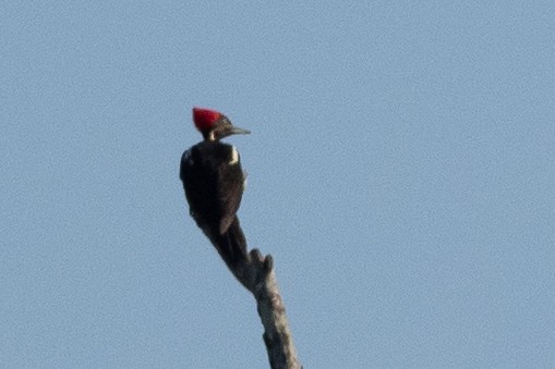 Lineated Woodpecker - ML624531383