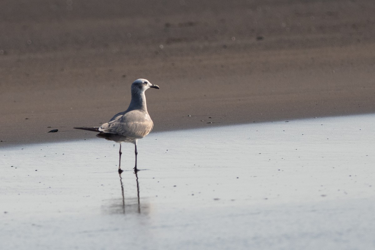 Laughing Gull - ML624531384