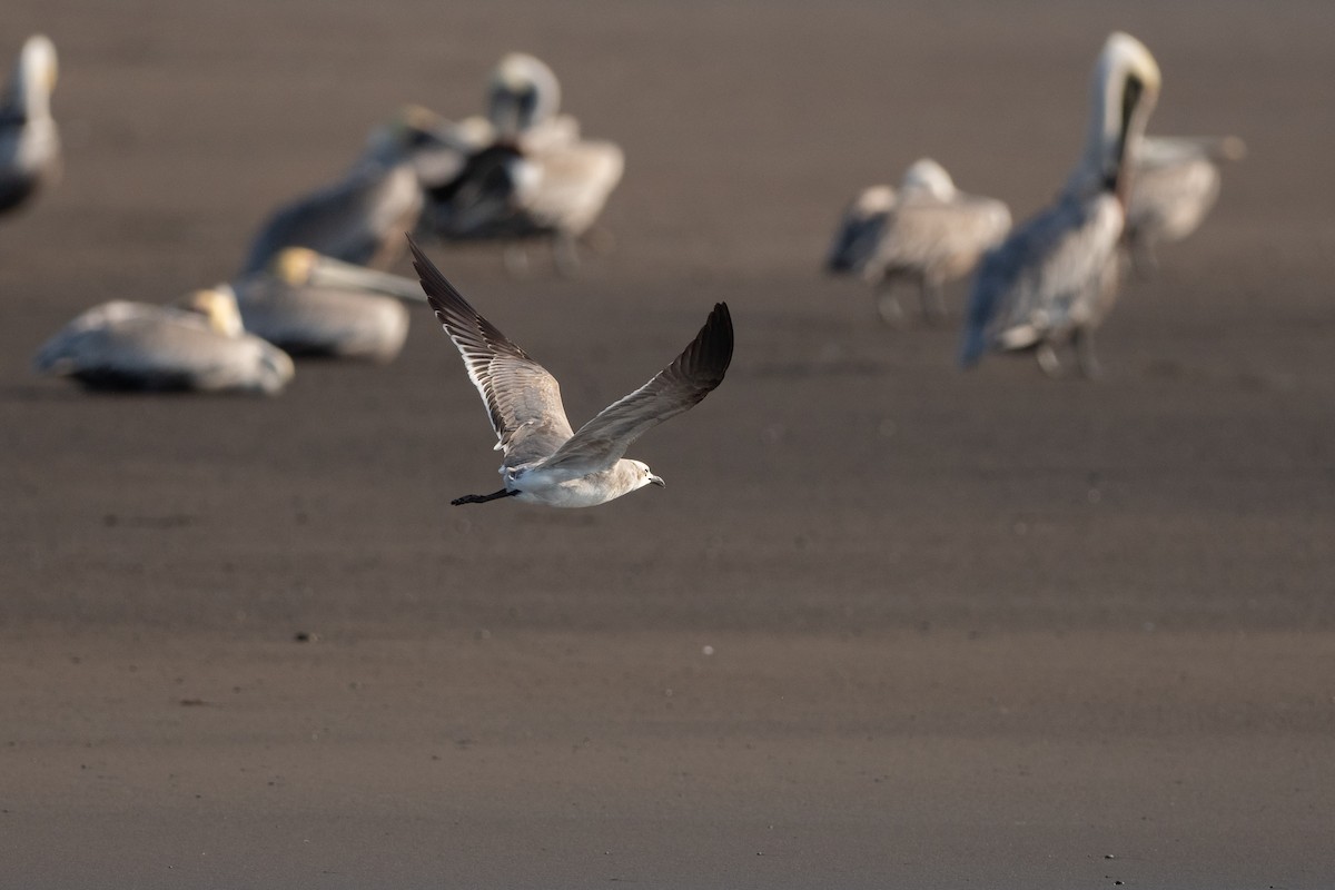 Laughing Gull - ML624531385