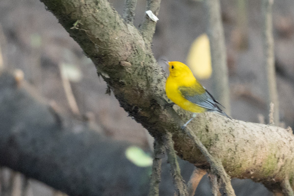 Prothonotary Warbler - ML624531389