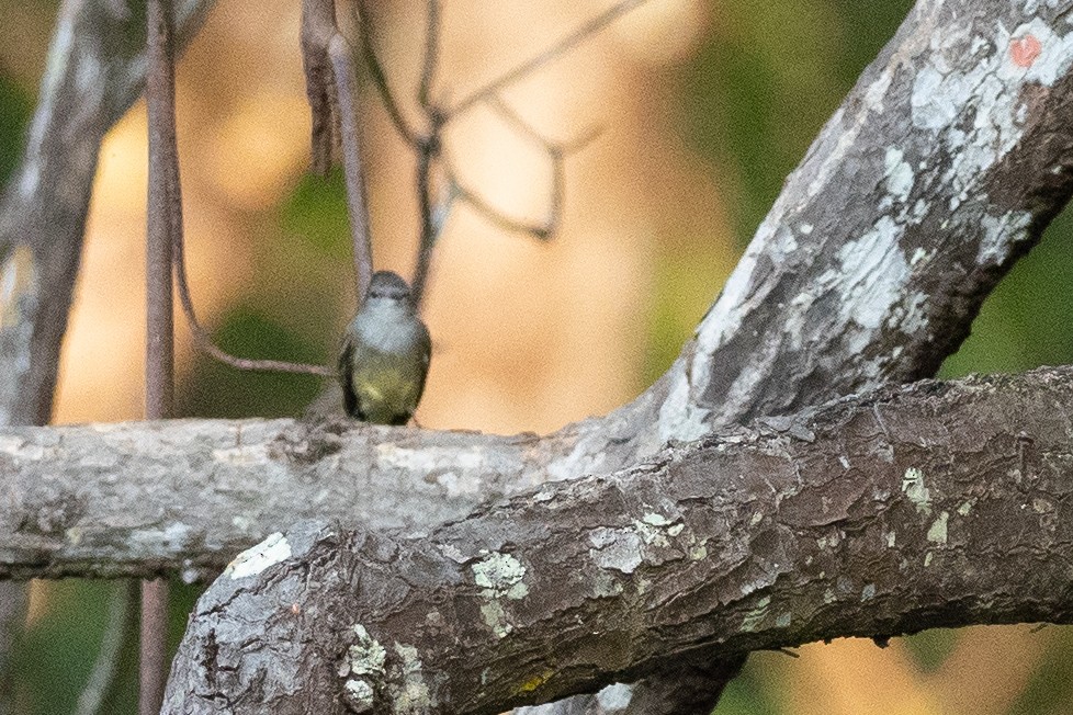 Northern Scrub-Flycatcher - ML624531394