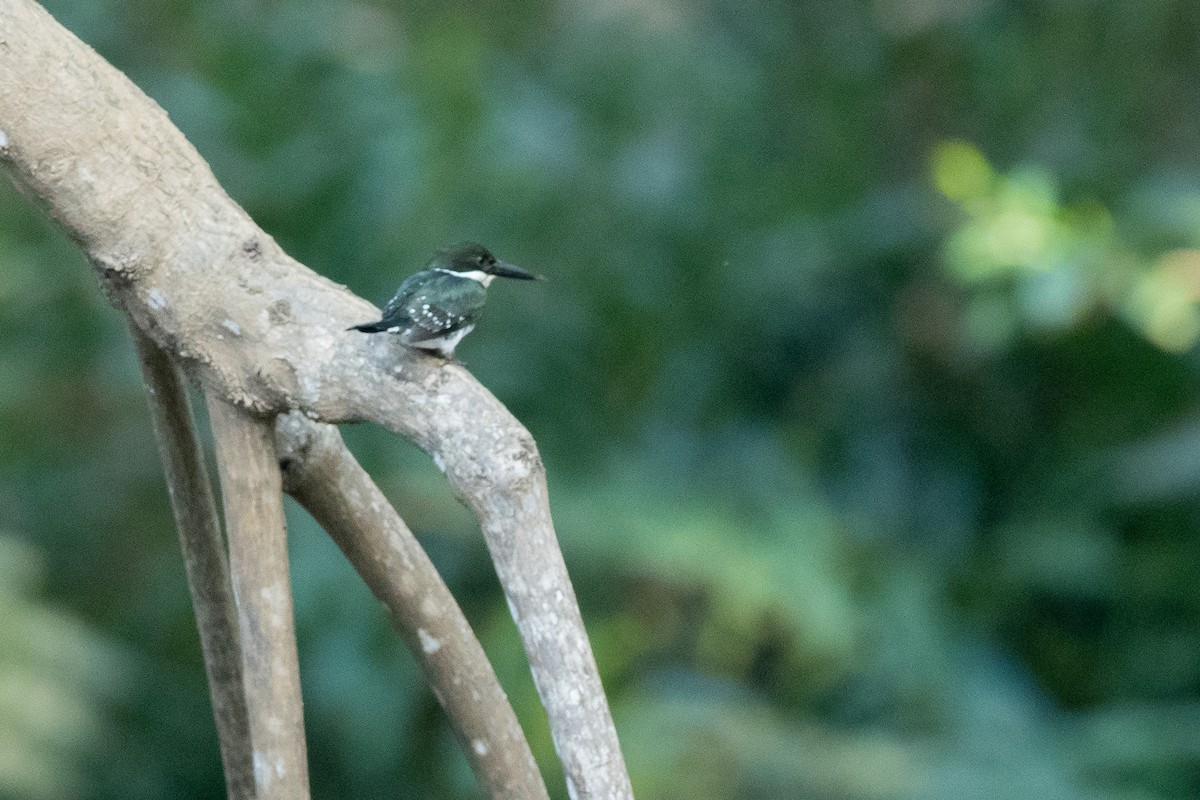 Green Kingfisher - Doug Whitman