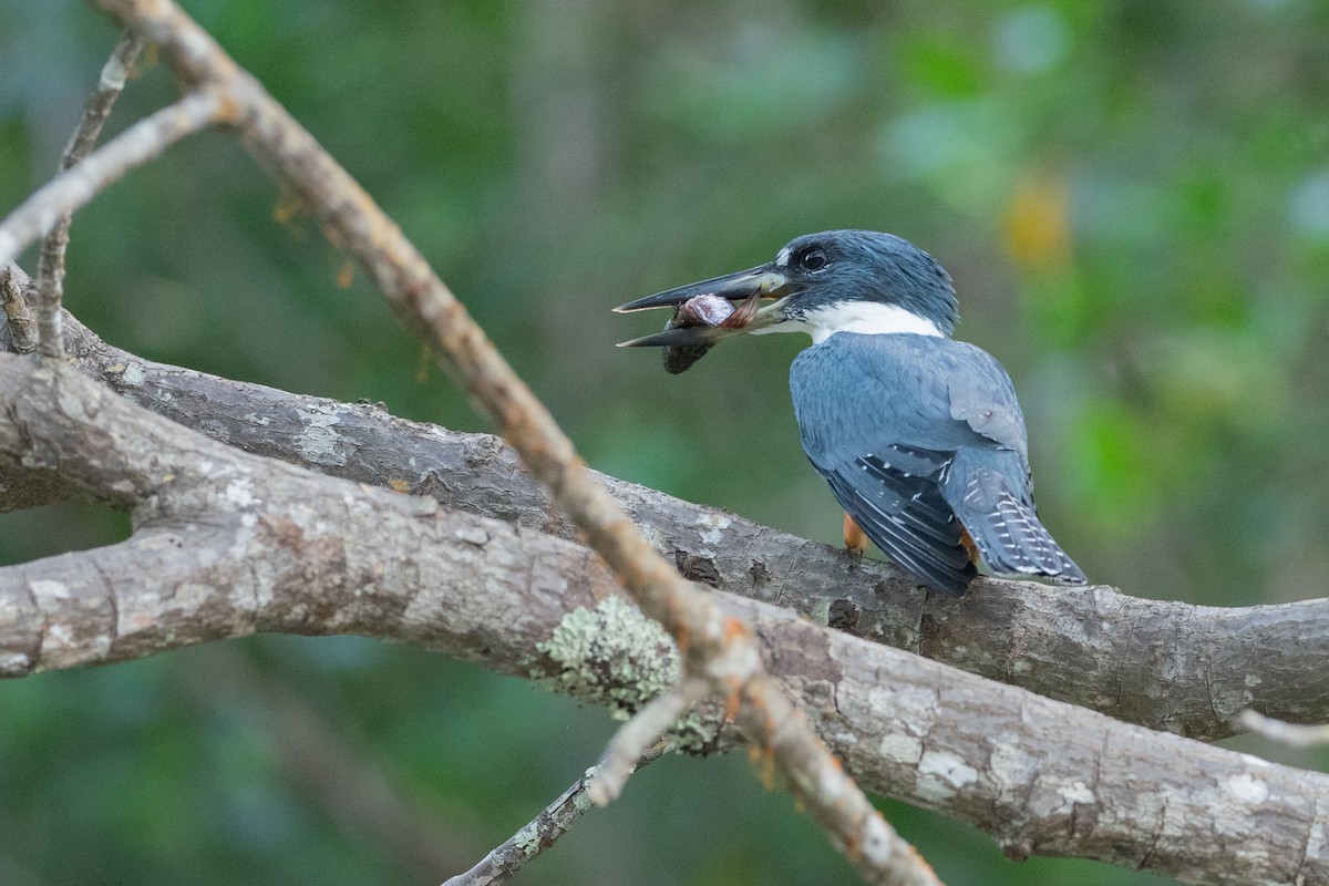 Ringed Kingfisher - ML624531402