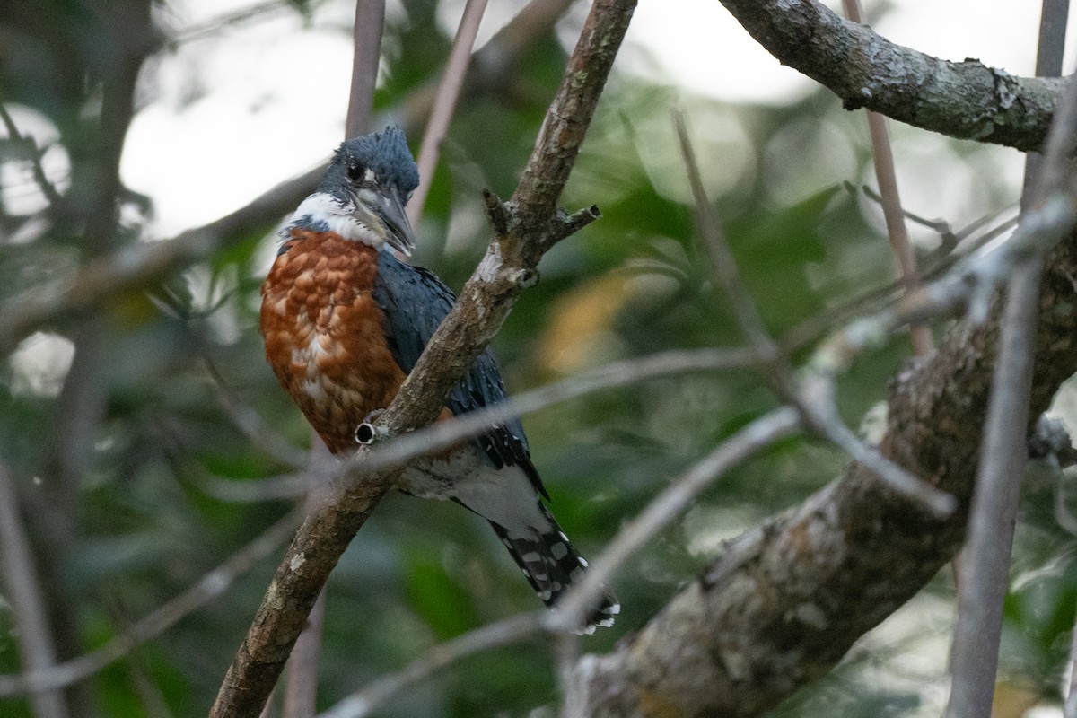 Ringed Kingfisher - ML624531403