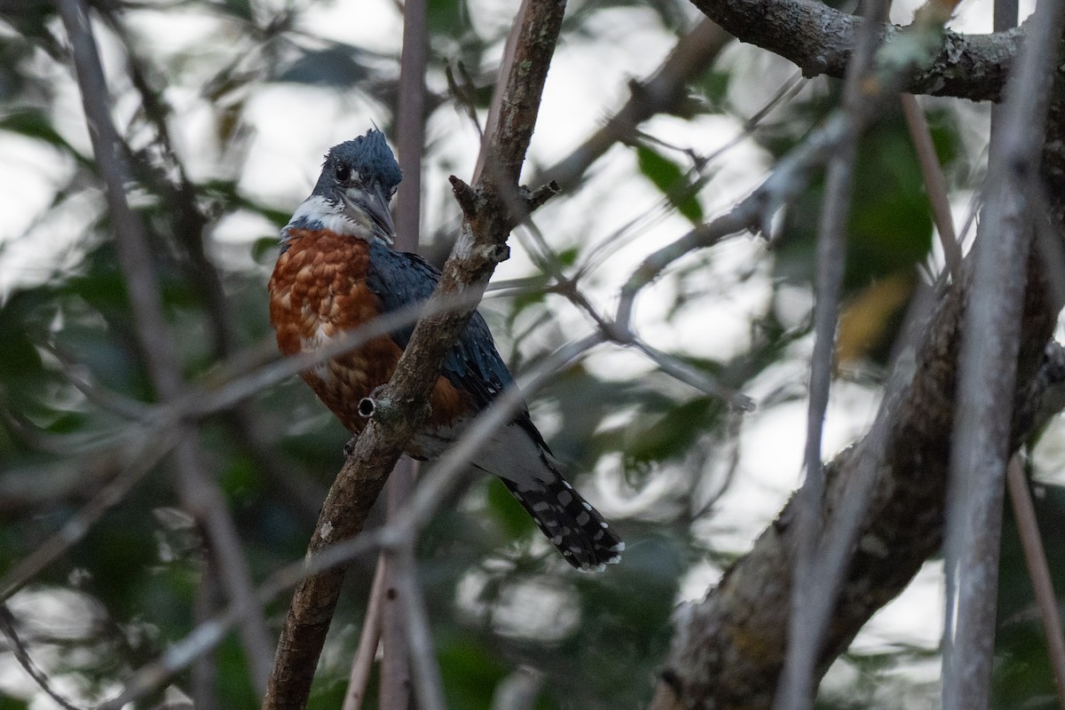 Ringed Kingfisher - Doug Whitman