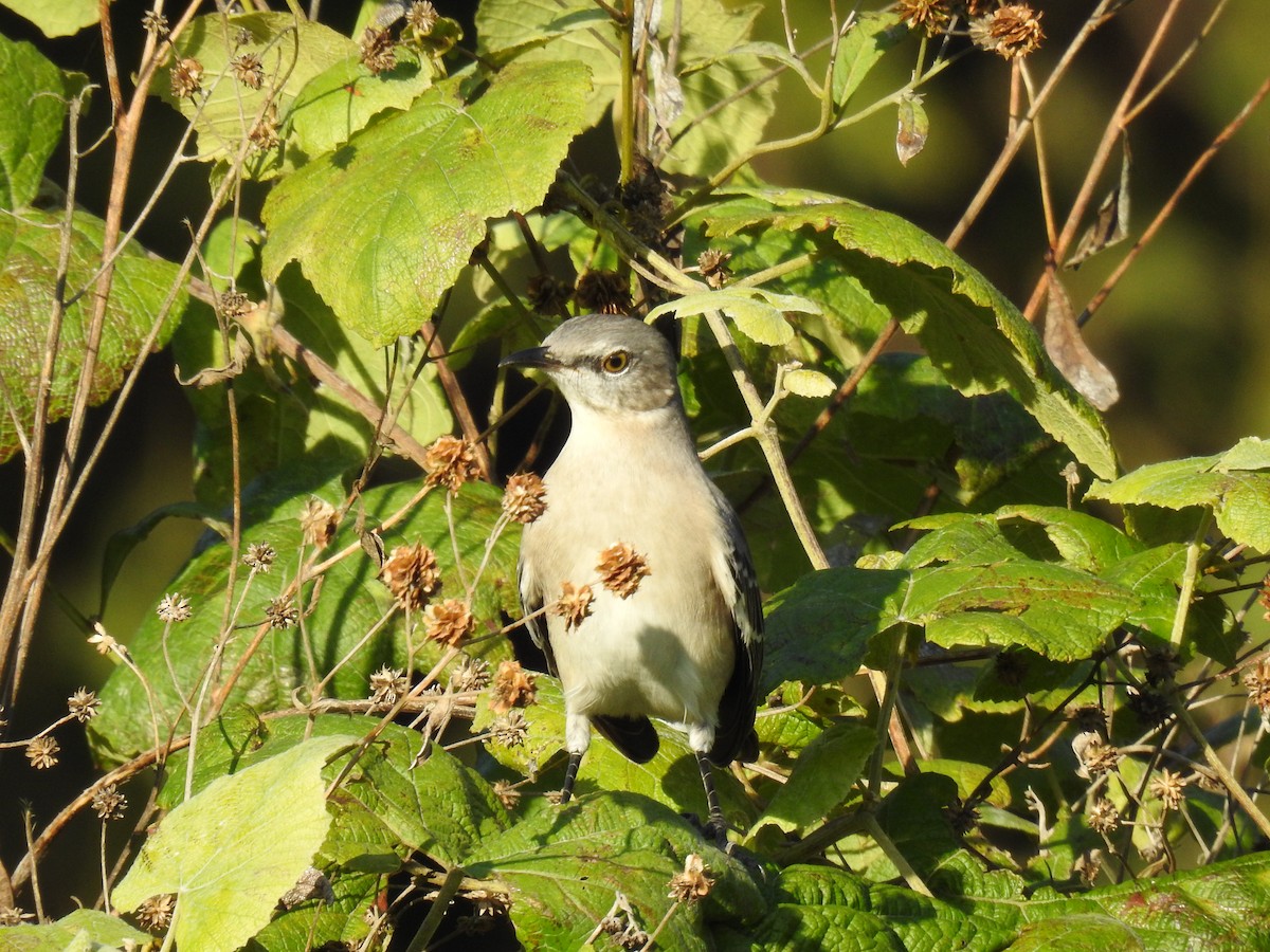 Northern Mockingbird - ML624531411