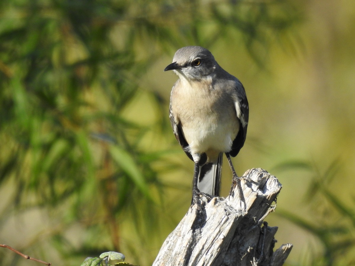 Northern Mockingbird - James Bolte