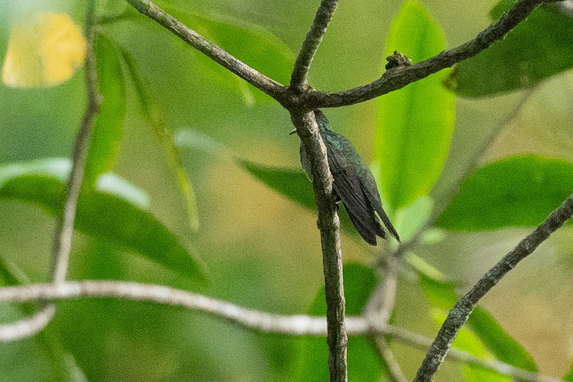 Mangrove Hummingbird - ML624531413