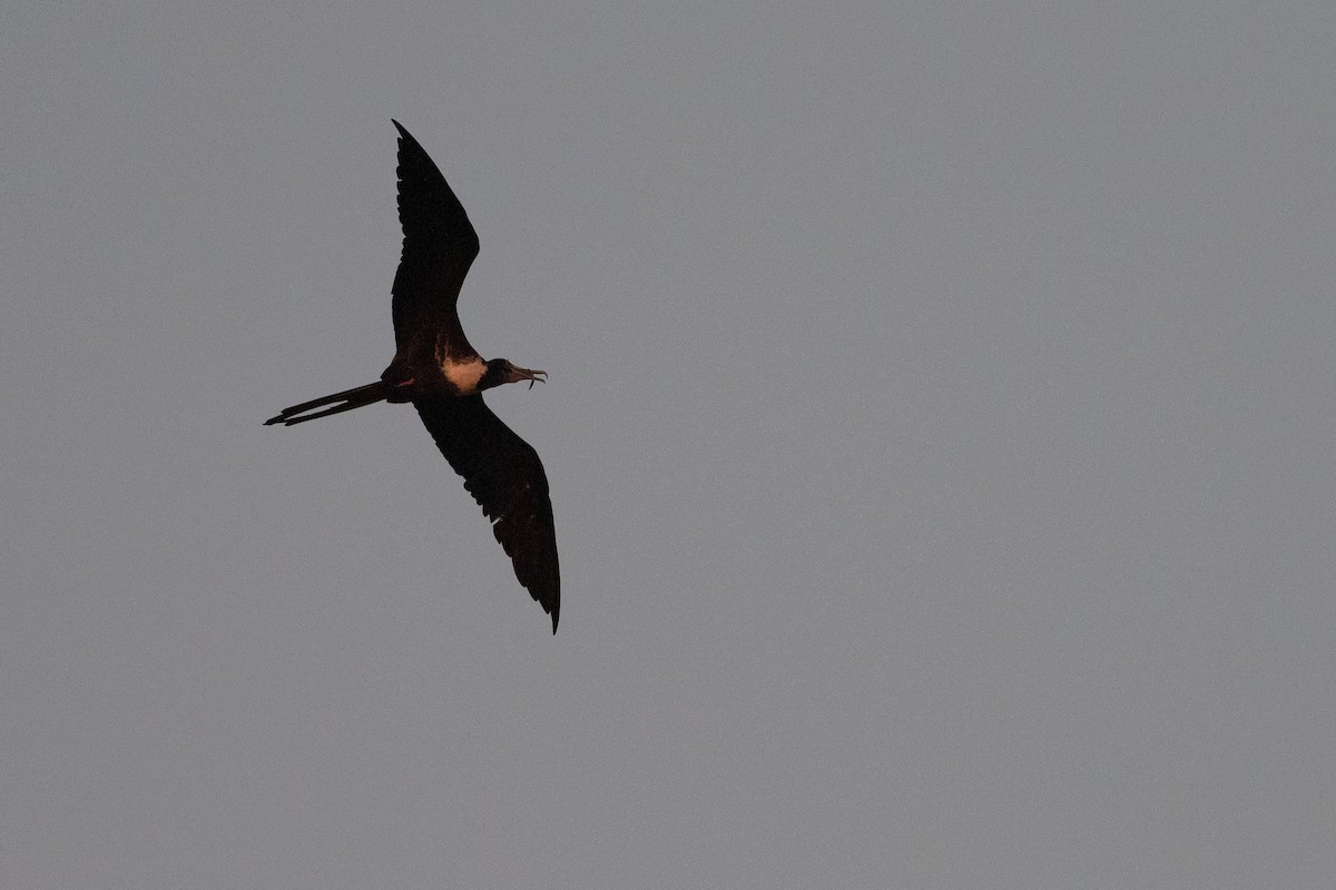 Magnificent Frigatebird - ML624531417