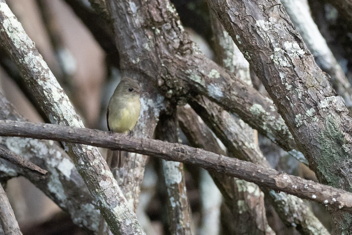 Northern Tropical Pewee - ML624531440