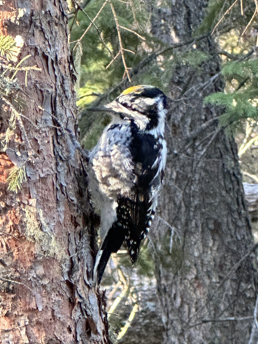 American Three-toed Woodpecker - ML624531459