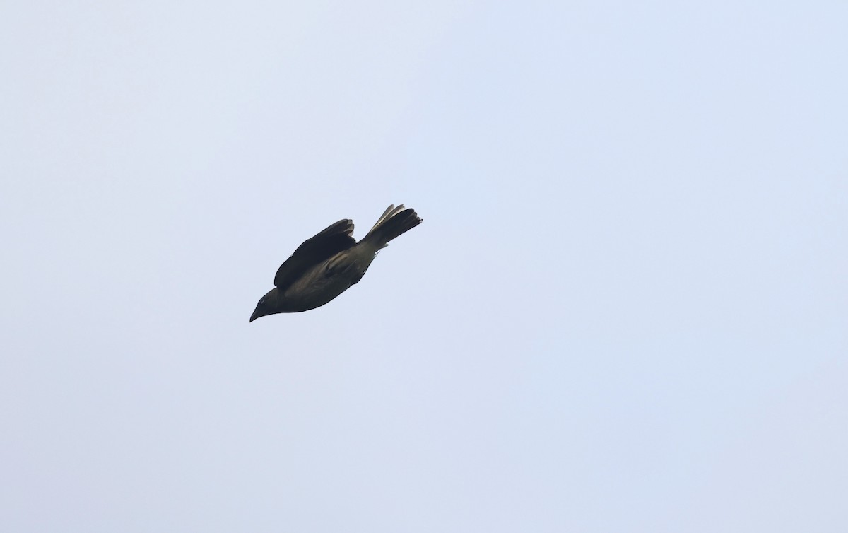 Malaysian Honeyguide - ML624531463