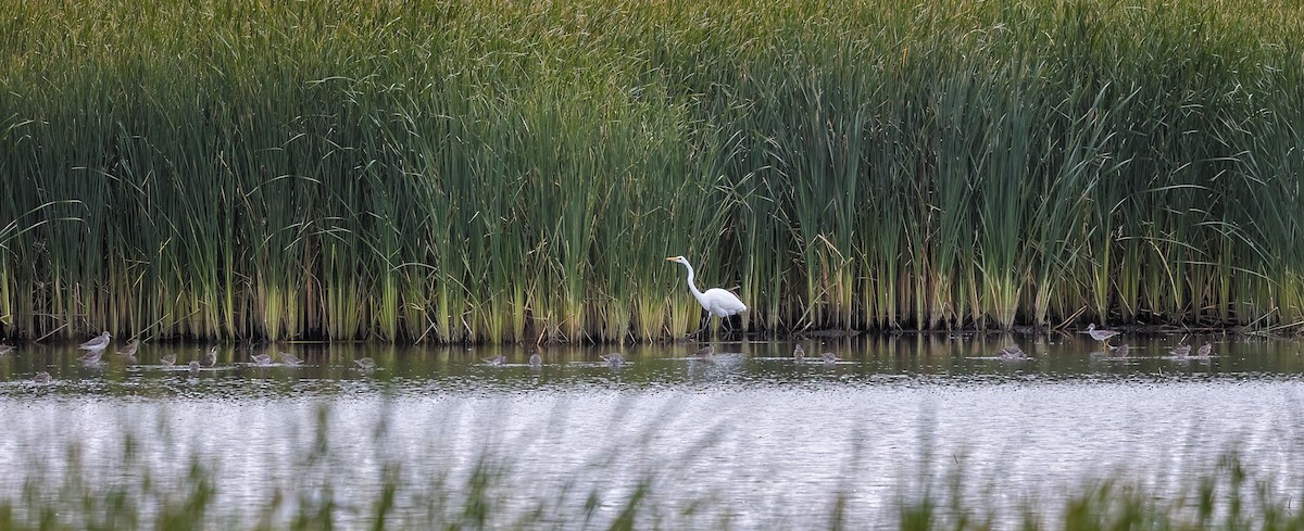 Цасч дэглий - ML624531464