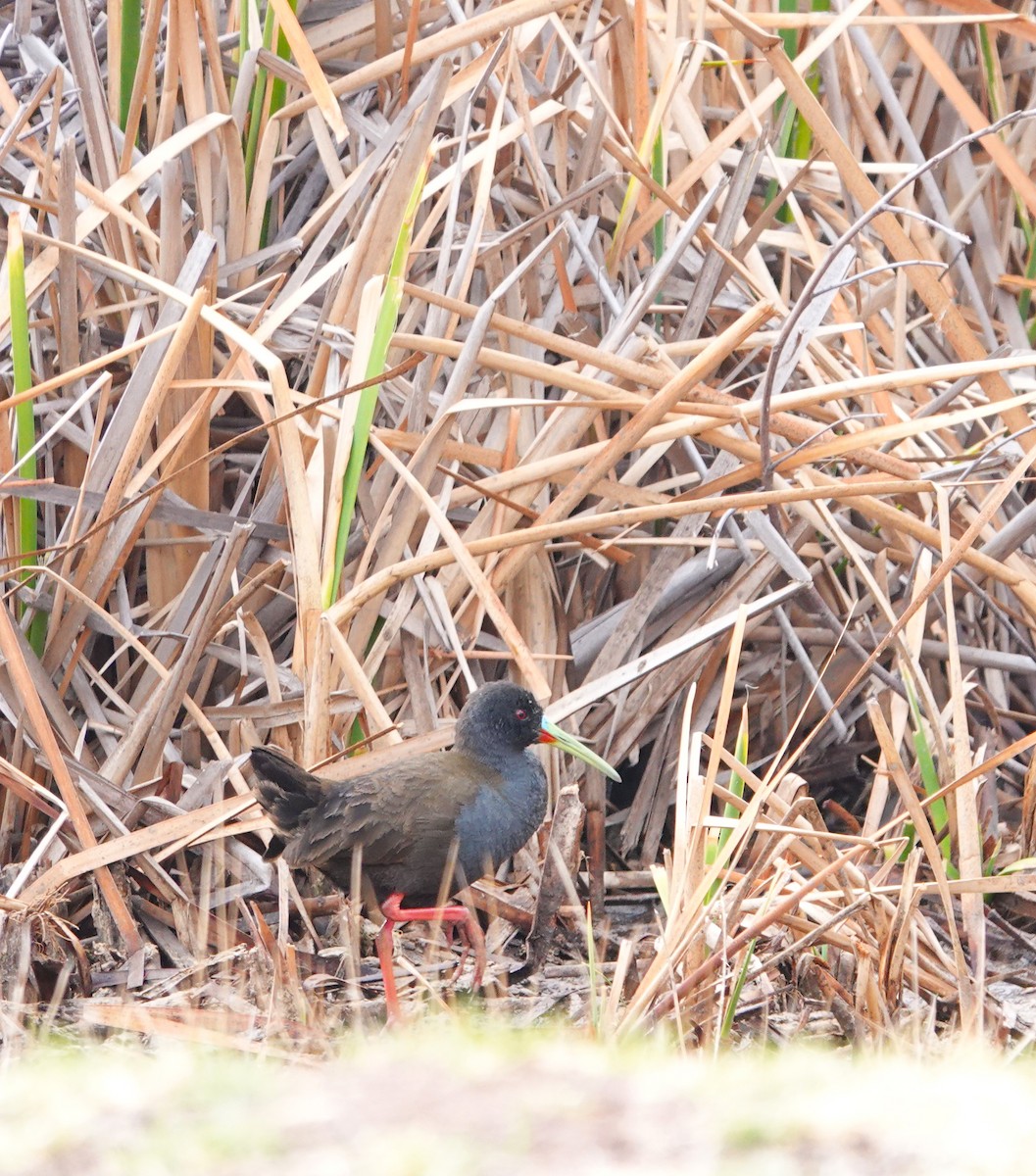 Plumbeous Rail - ML624531492