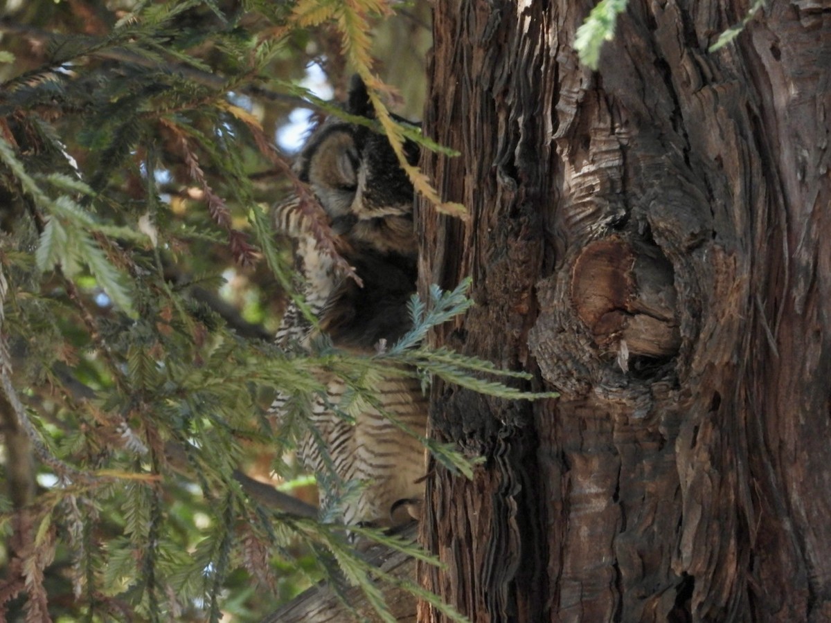 Great Horned Owl - ML624531510