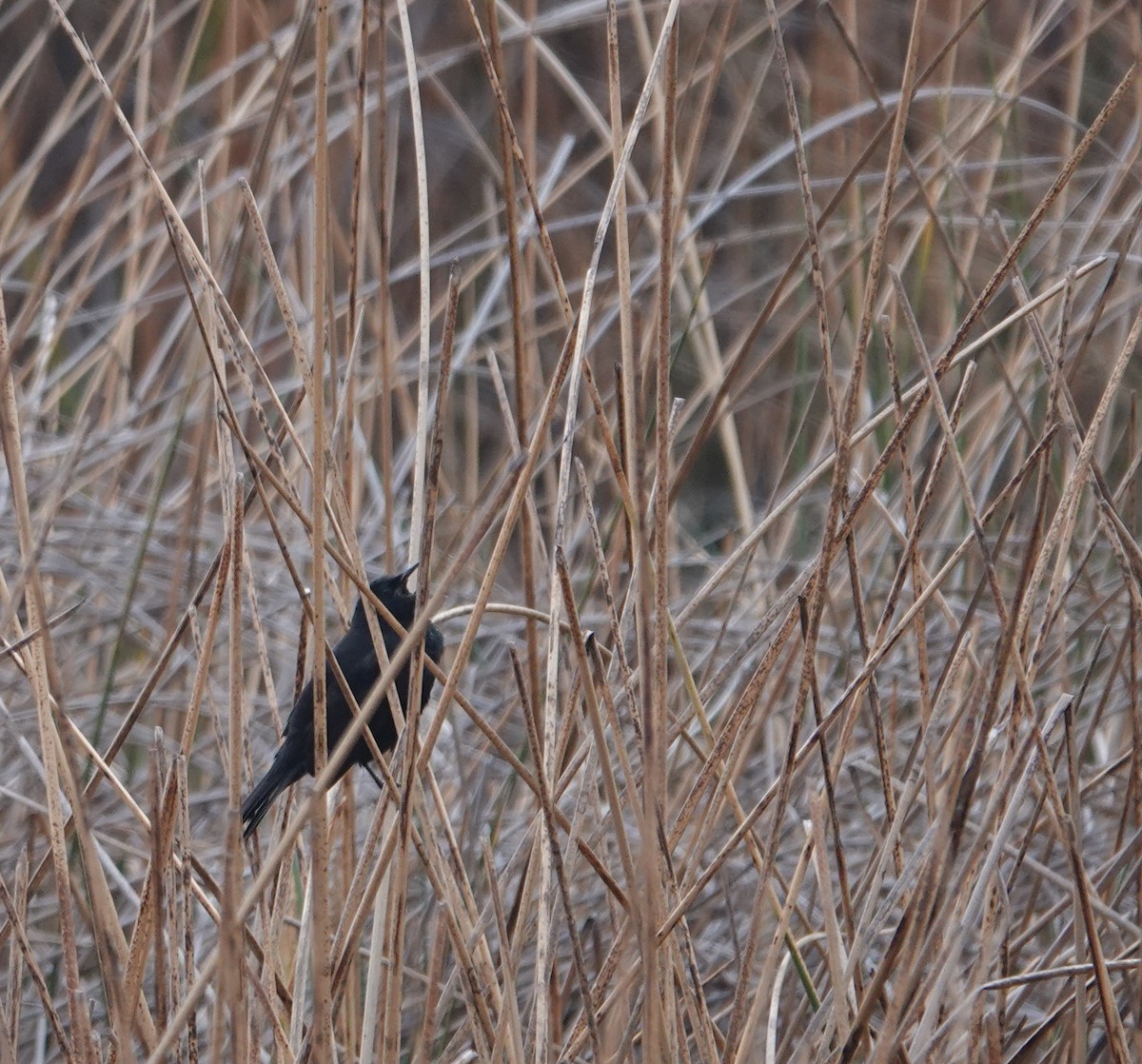 Yellow-winged Blackbird - ML624531515