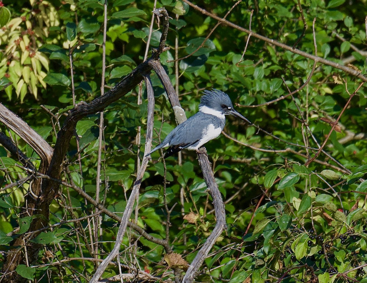 Belted Kingfisher - ML624531553