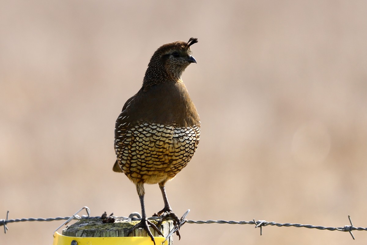 California Quail - ML624531602