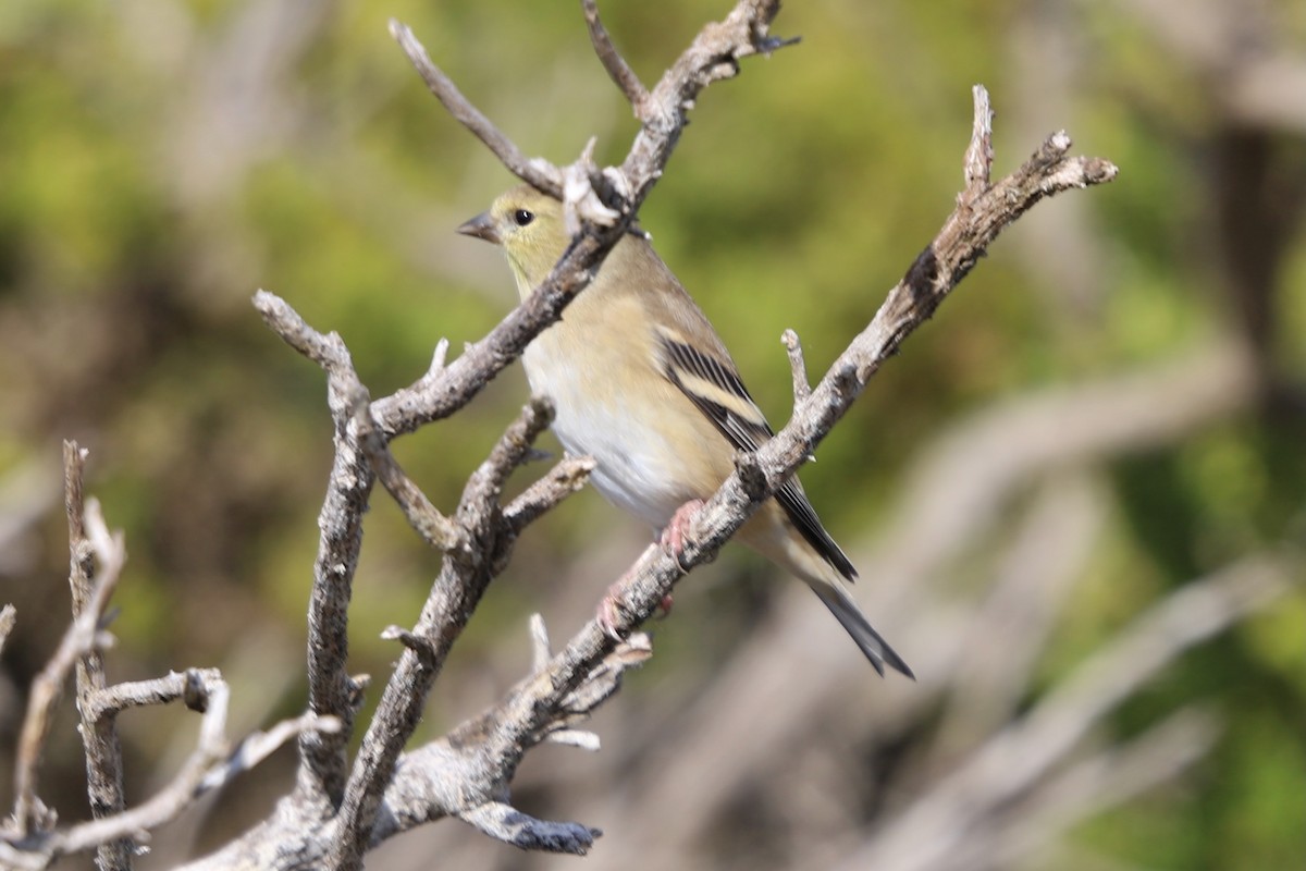 American Goldfinch - ML624531638