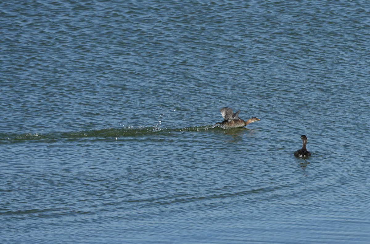 Pied-billed Grebe - Alex G