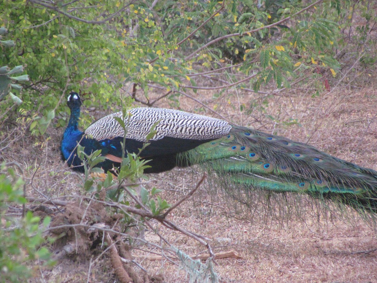 Indian Peafowl - ML624531661