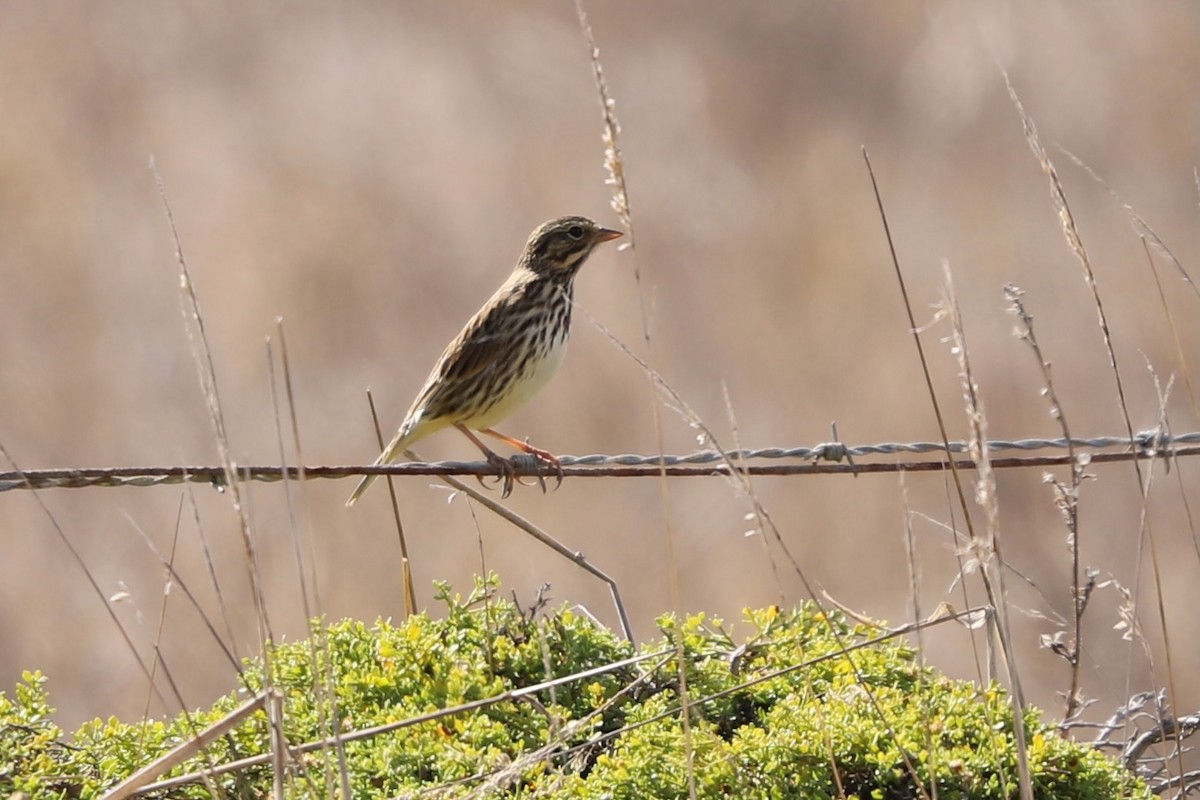 Savannah Sparrow - ML624531672