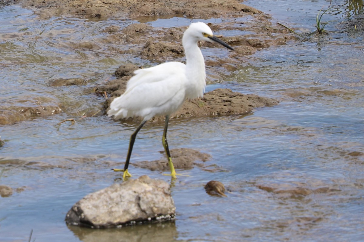 Snowy Egret - ML624531718