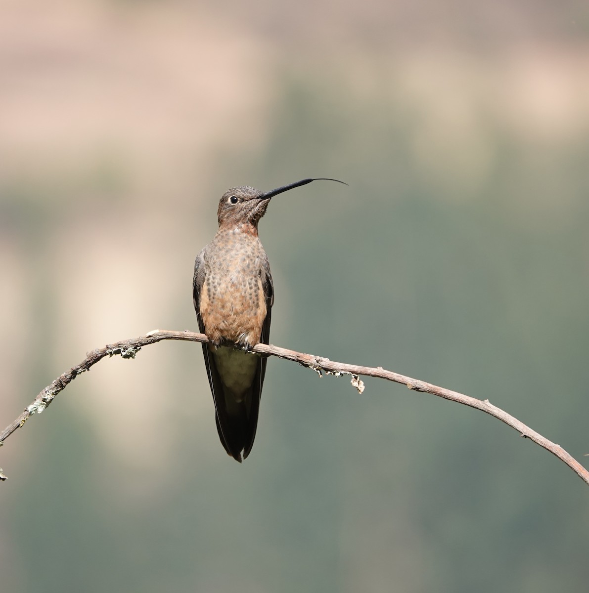 Giant Hummingbird - ML624531720