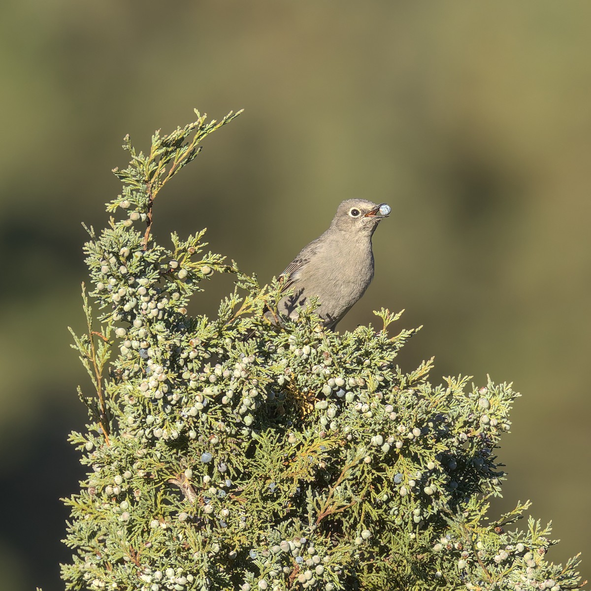 Townsend's Solitaire - ML624531740