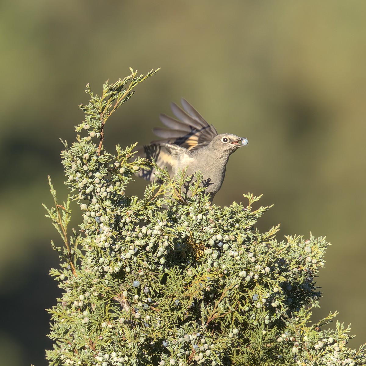 Townsend's Solitaire - ML624531741