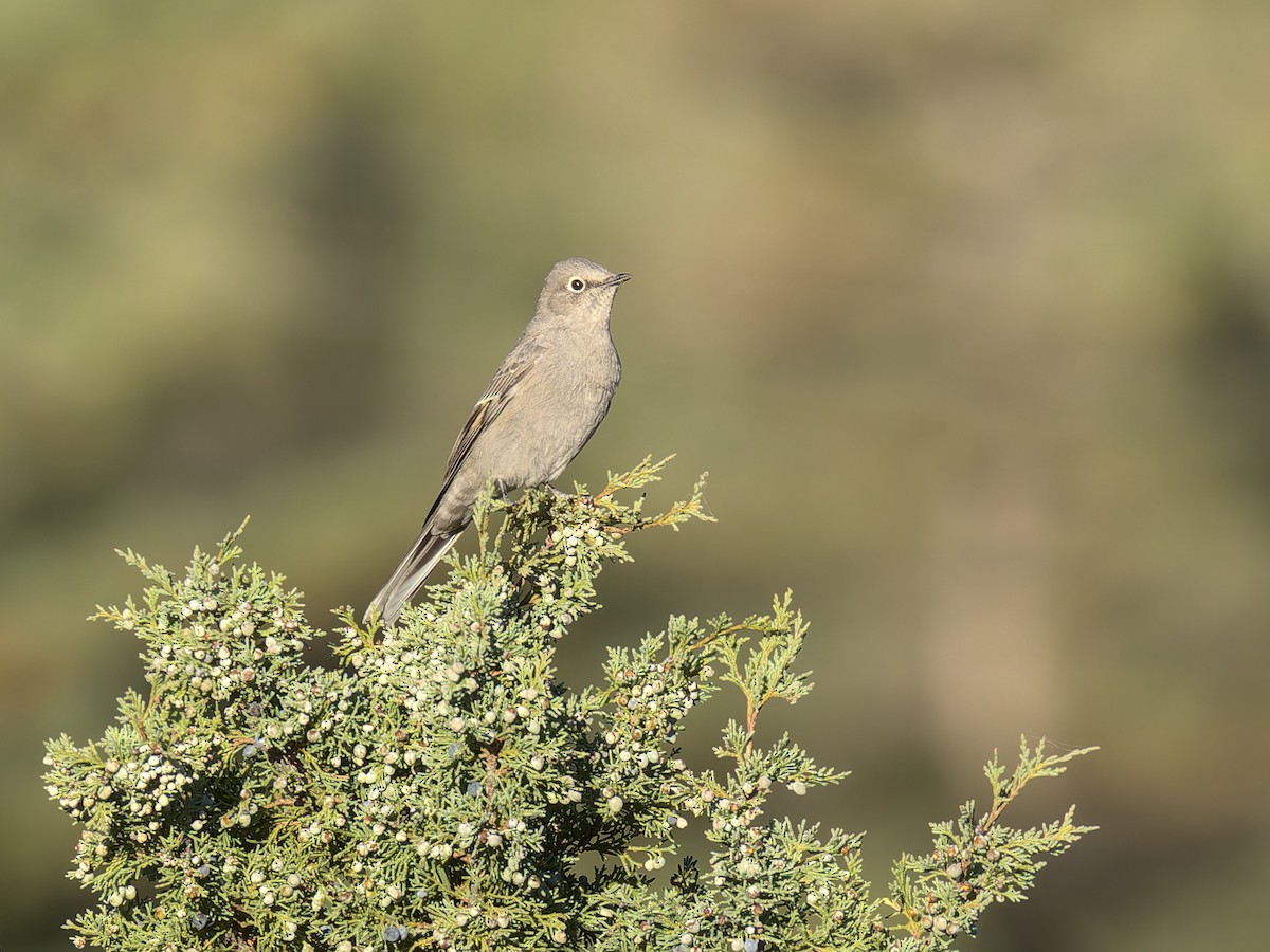 Townsend's Solitaire - ML624531746