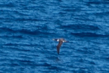 Masked Booby - ML624531771