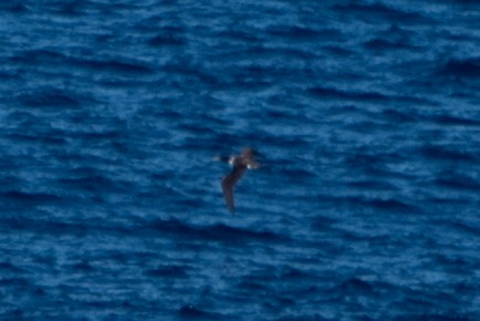 Masked Booby - ML624531772