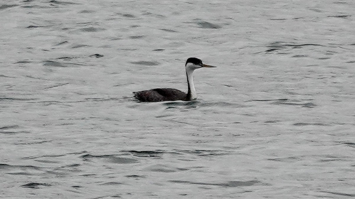 Western Grebe - ML624531787